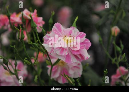 English shrub rose (Rosa) The King's Rose with magenta and white stripes and yellow stamens blooms on an exhibition in May Stock Photo