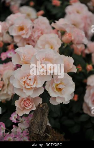 Light pink English shrub rose (Rosa) Linda Lee blooms on an exhibition in May Stock Photo