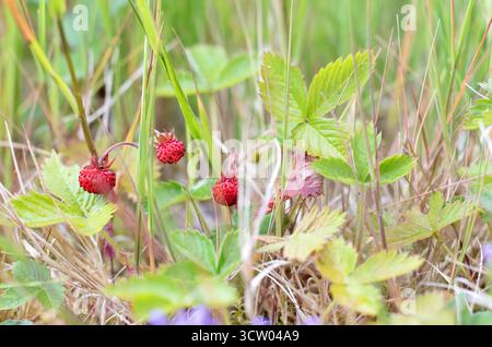 Wild strawberries on the forest floor close up Stock Photo