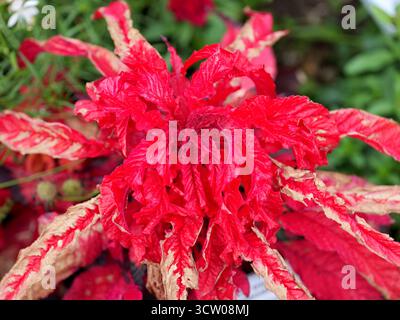 Red amaranth leaves of the tricolor foxtail in a rosette shape. Close-up. Copyspace. Stock Photo