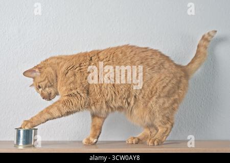 Hungry orange cat looking curious to cat food in a aluminum can on the table. Stock Photo