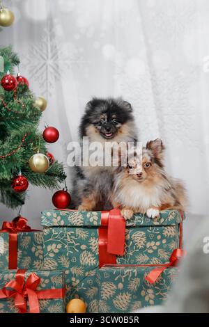 Two fluffy Pomeranian dogs sitting on Christmas gift boxes beside decorated tree with red and gold baubles. Stock Photo
