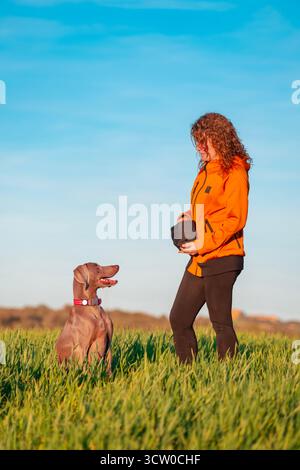 An obedient Weimaraner dog patiently sits and looks up at its owner, who is holding a treat or reward in a sunny, green field against a blue sky Stock Photo