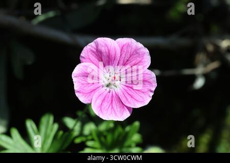 Single pink sunlight cranesbill flower with deeper pink veins and white edges.  Geranium 'Elke' Stock Photo