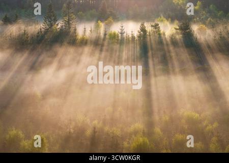 Morning sunlight streaming through misty conifer trees, Dartmoor National Park, Devon, England.  Spring (April) 2025. Stock Photo