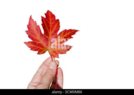 Hand holding a red single autumn maple leaf isolated on white background, fall season Stock Photo