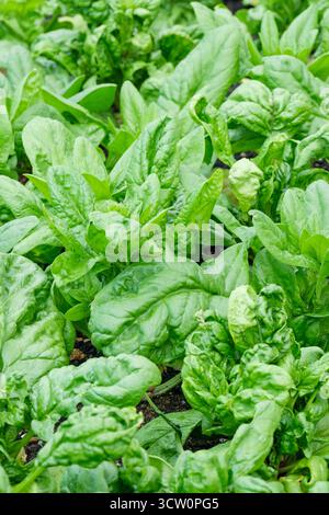 Spinacia oleracea Lazio, spinach Lazio, young plants growing in a vegetable bed Stock Photo