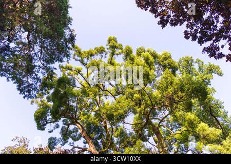 Shot of the different types of trees in the arboretum Stock Photo