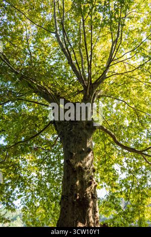 Shot of the different types of trees in the arboretum Stock Photo