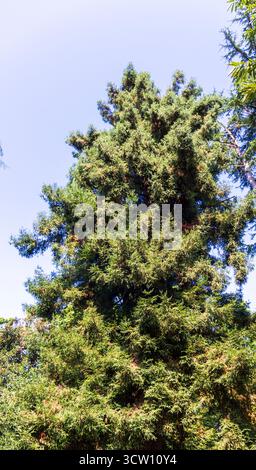 Shot of the different types of trees in the arboretum Stock Photo
