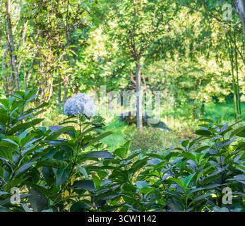 Shot of the different types of trees and plants in the arboretum Stock Photo