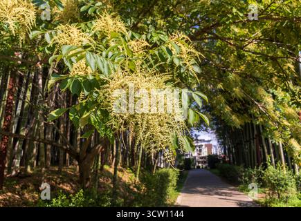 Shot of the different types of trees in the arboretum Stock Photo