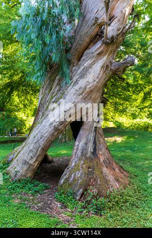 Shot of the different types of trees in the arboretum Stock Photo