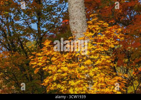Autumn forest with vibrant red and yellow leaves Stock Photo