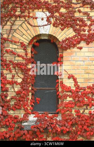 Colorful ivy plant on the wall. Beautiful fairy tale background in warm autumn colors. Stock Photo