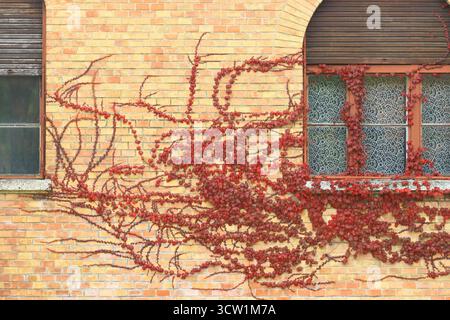 Colorful ivy plant on the wall. Beautiful fairy tale background in warm autumn colors. Stock Photo