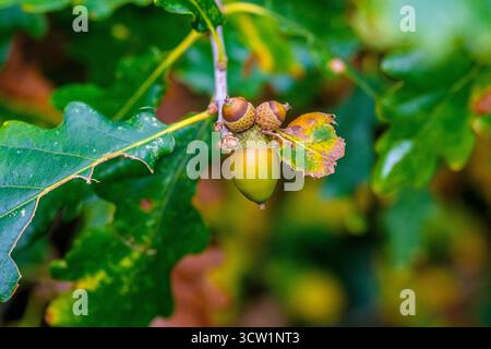Acorns on an oak tree in a Peak District woodland Stock Photo