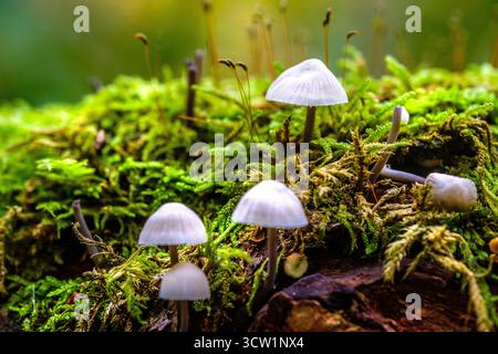 Delicate woodland fungi and lichens on a dead tree, UK Stock Photo