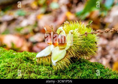 Sweet chestnut seeds on a woodland floor in the Peak District Stock Photo