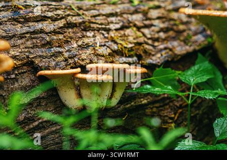 Young scaly tinder fungus (Cerioporus squamosus) also known as pheasant's back mushroom and dryad's saddle. Basidiomycete staple mushroom. Edible mush Stock Photo
