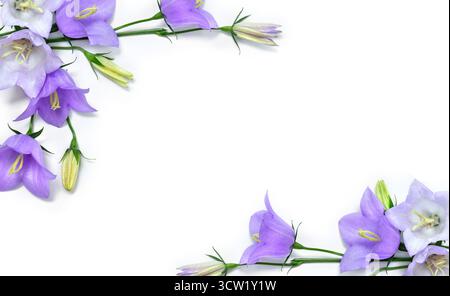 Violet blue flowers bell Campanula persicifolia ( peach-leaved bellflower ) on a white background with space for text. Top view, flat lay Stock Photo