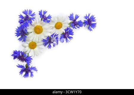 Frame of flowers white chamomiles and blue cornflowers on a white background with space for text. Top view, flat lay Stock Photo
