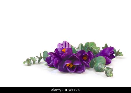 Violet crocuses with green eucalyptus leaves and branches on a white background with space for text. Spring flowers Stock Photo