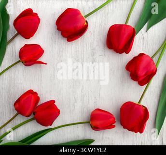 Red buds tulips on white painted wooden background with space for text. Top view, flat lay. Decoration of valentine day, woman's day Stock Photo