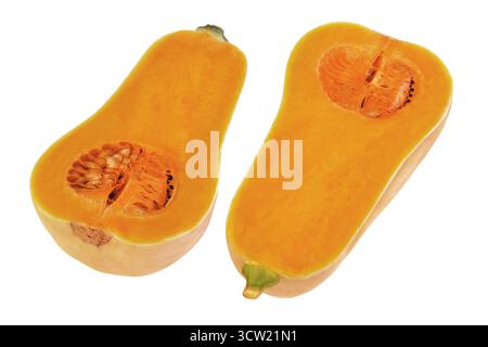 Butternut Pumpkin isolated on white background Stock Photo