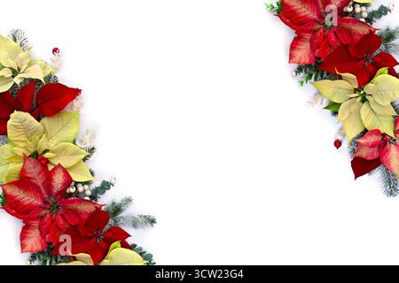 Christmas decoration. Flowers of white yellow and orange red orange poinsettia, branch christmas tree, berries mistletoe, red berries on white Stock Photo