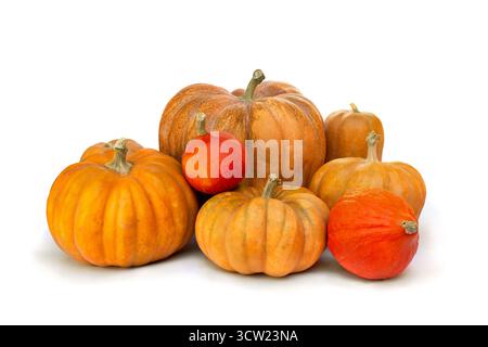 Fresh raw nutmeg pumpkins and red kuri pumpkin ( hokkaido ) on a white background with space for text Stock Photo