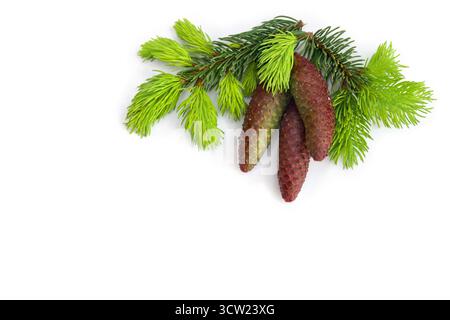 Cones and young spruce branches tree on a white background with space for text. Top view, flat lay Stock Photo