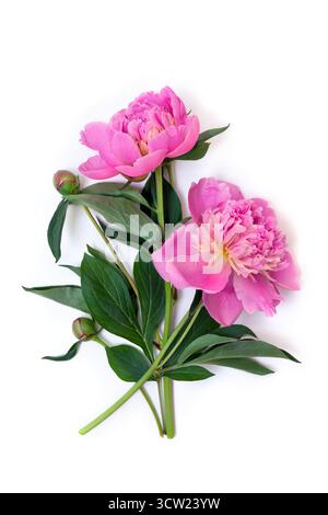 Pink peonies on a white background with space for text. Top view, flat lay Stock Photo