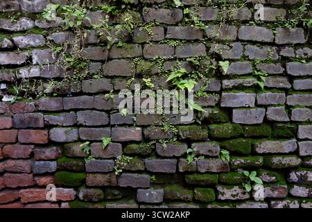 Weathered brick wall with moss and ivy, showing rough textures, natural contrast, and historic, aged character. Stock Photo