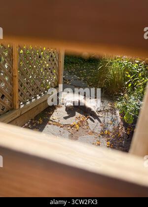Cat Relaxing in Sunlight on Garden Patio Stock Photo