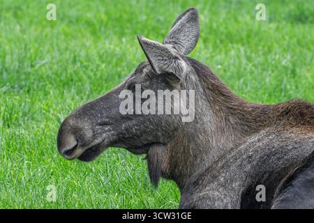 Close-up portrait of moose / elk (Alces alces) cow / female resting in grassland in autumn, native to Scandinavia Stock Photo