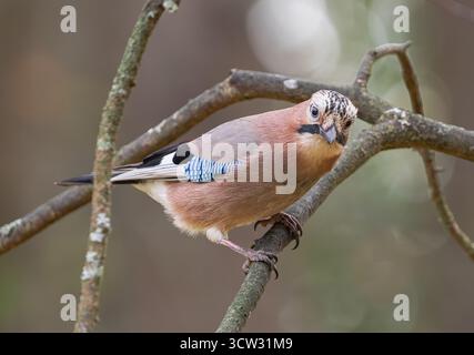 Eurasian jay, (Garrulus glandarius), perched on a branch,  looking at camera Stock Photo