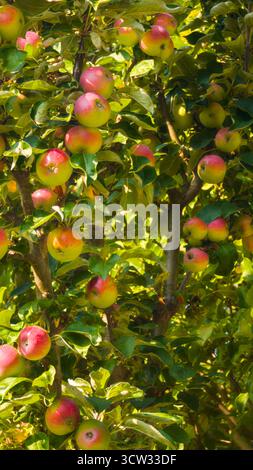 A vibrant apple tree full of ripe red apples surrounded by green leaves under sunlight. The image captures the natural beauty. Stock Photo