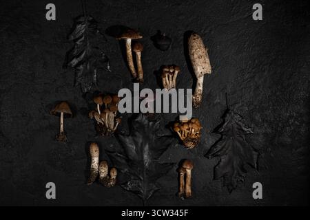 Various wild edible and non-edible mushrooms on a black textured background. Forest decor. Flat lay, top view. creative layout Stock Photo