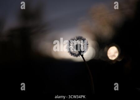 Silhouette of a dandelion seed head backlit by the setting sun with bokeh background. Stock Photo