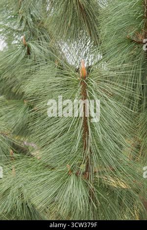 Close-up of long, soft green needles of the Himalayan Pine, showing the elegant texture and fine details of the foliage. Stock Photo