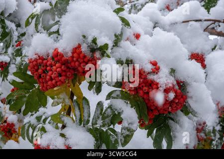 Red rowan berries under first snow on branches tree Stock Photo