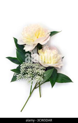 Two white cream peony flowers with green leaves on a white background. Minimal floral composition with copy space. Top view, flat lay style Stock Photo