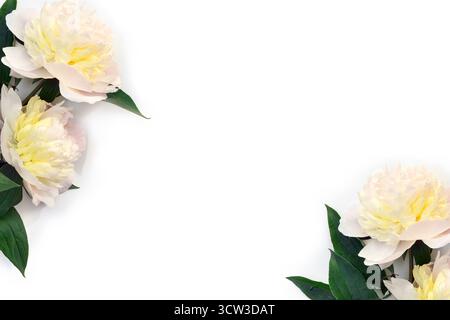 Two white cream peony flowers with green leaves on a white background. Minimal floral composition with copy space. Top view, flat lay style Stock Photo