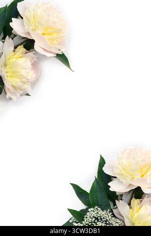 Two white cream peony flowers with green leaves on a white background. Minimal floral composition with copy space. Top view, flat lay style Stock Photo