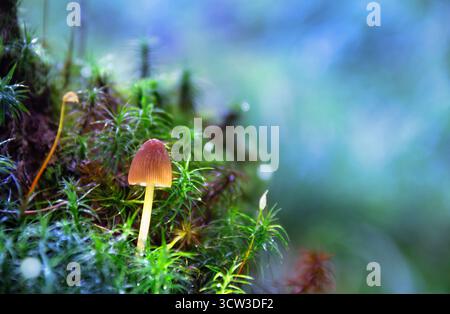 Close-up of a glowing fantasy mushroom in a mysterious blue-green forest. Enchanted atmosphere with soft bokeh and space for text Stock Photo