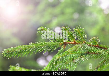 Close-up of a spruce tree branch covered in raindrops during rainfall, with a soft, blurred green background Stock Photo