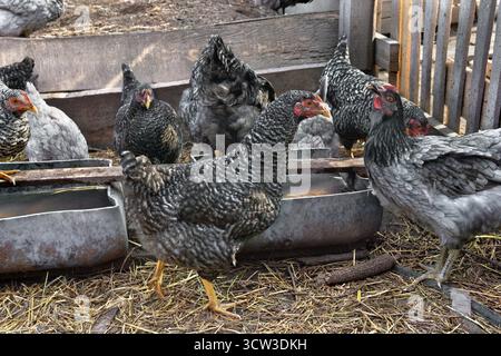Chickens ( dominant ) drinking water on backyard sprinkled with straw Stock Photo