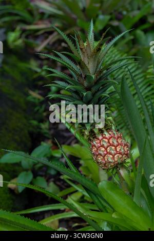 Developing Pineapple (Ananas comosus) Fruit Stock Photo