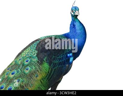 Peacock isolated on white background Stock Photo